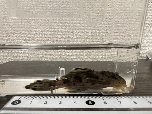 【値下げしました】ディアブロトリムプレコ