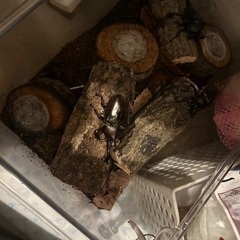 カブトムシ成虫の画像
