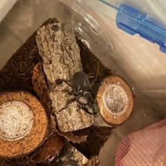 カブトムシ成虫の画像