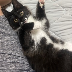 生後2ヶ月の長毛の男の子 トライアル決まりました