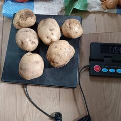 掘りたて男爵じゃがいも1キロ200円