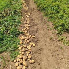 掘りたて男爵じゃがいも1キロ200円の画像