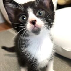 ハチワレ　2か月　おだやかな男の子