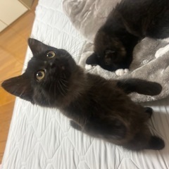 生後2ヶ月の黒猫の女の子