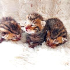 可愛い子猫の里親さま募集です🐾