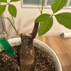 観葉植物　パキラの画像
