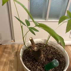 観葉植物　パキラの画像