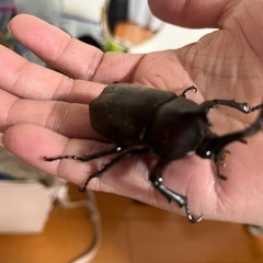 カブトムシ、ノコギリクワガタ2匹の画像