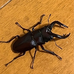 カブトムシ、ノコギリクワガタ2匹の画像