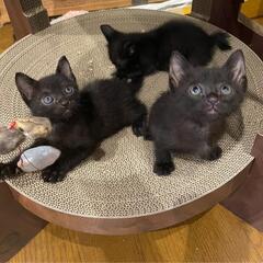 熊本から！黒猫三兄弟　里親さん募集！！