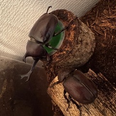 【決定】① カブトムシ ペアの画像