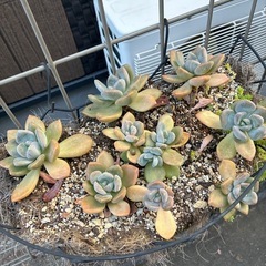 多肉植物のみ全部で500円の画像