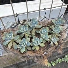多肉植物のみ全部で500円の画像
