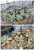 ランキングキーワードに紐づく投稿画像-多肉植物