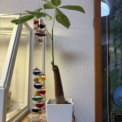 希少！斑入りパキラ(観葉植物)の画像