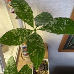 希少！斑入りパキラ(観葉植物)の画像