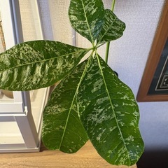 希少！斑入りパキラ(観葉植物)の画像