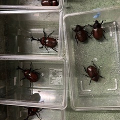 赤色の国産カブトムシ2♂3♀　　　　
