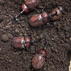 赤色の国産カブトムシ2♂3♀　　　　の画像