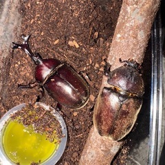 【決定】② カブトムシ ペアの画像