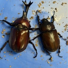 赤色の国産カブトムシ2♂3♀　　　　の画像