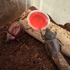 【決定】③ カブトムシ ペアの画像