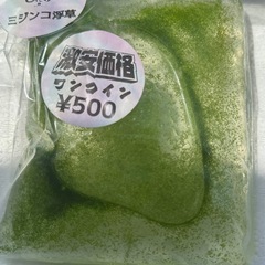 ミジンコ浮草（ウキクサ）の画像