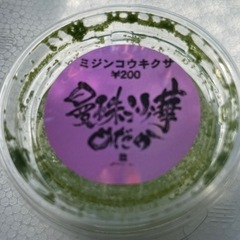 ミジンコ浮草（ウキクサ）の画像