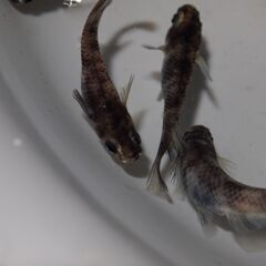メダカ　和墨稚魚（１㎝前後）12匹の画像
