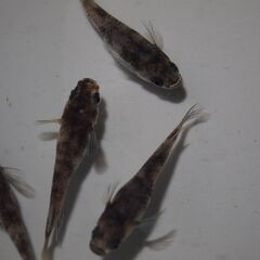 メダカ　和墨稚魚（１㎝前後）12匹の画像