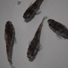 メダカ　和墨稚魚（１㎝前後）12匹の画像