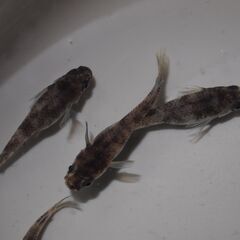 メダカ　和墨稚魚（１㎝前後）12匹の画像
