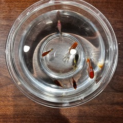 金魚の画像