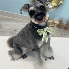 犬好き友達募集