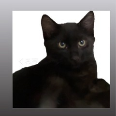 中毛黒猫　くろ豆