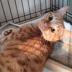 個性が強いマンゴー