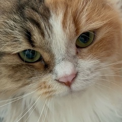 猫を探しています