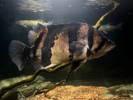 ダトニオリアルバンド39〜41スマトラタイガー