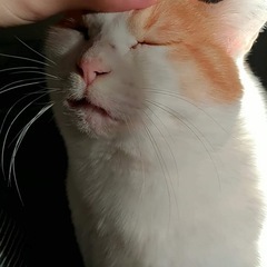 犬さんと触れ合いたいです