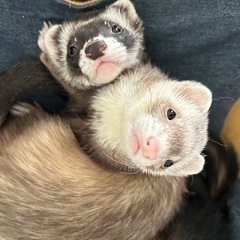 フェレット1歳5ヶ月　♂♀2匹