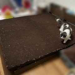 【中古】高反発マットレス　無料でお譲りしますの画像