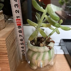 多肉植物の画像