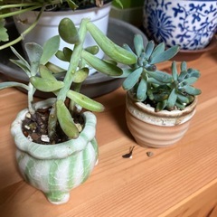 多肉植物の画像