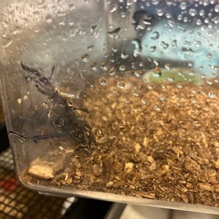 クワガタ各種の画像