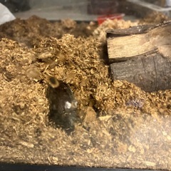 クワガタ各種の画像