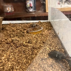 クワガタ各種の画像