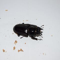 オオクワガタ 能勢YG（銚子YG）血統 ♂６１.３ミリ ♀４６.２ミリ 新成虫ペアの画像