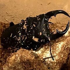 オオクワガタ 能勢YG（銚子YG）血統 ♂５９．１ミリ ♀４４．６ミリ 新成虫ペアの画像
