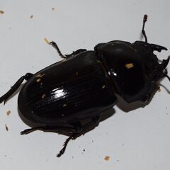 オオクワガタ 能勢YG（銚子YG）血統 ♂５９．１ミリ ♀４４．６ミリ 新成虫ペアの画像