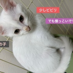 子猫ちゃんの里親募集です！